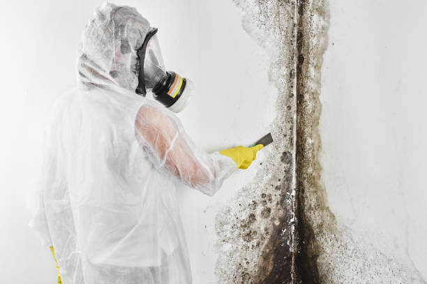 Best Mold Removal Company Near Me  in Kana, UT