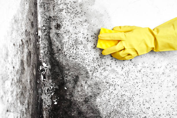 Best Professional Mold Removal  in Kana, UT