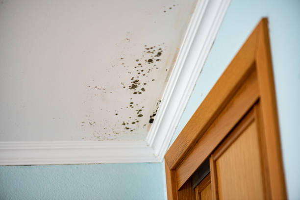 Best Mold Removal Company Near Me  in Kana, UT