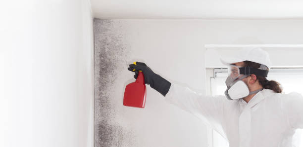 Best Attic Mold Removal  in Kana, UT