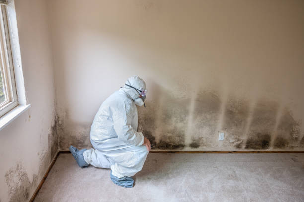 Best Black Mold Removal  in Kana, UT