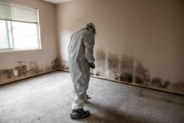 Best Professional Mold Removal  in Kana, UT