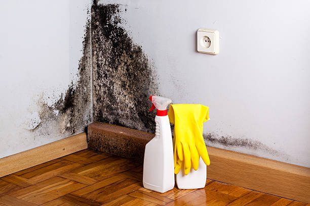 Best Best Mold Removal Companies  in Kana, UT