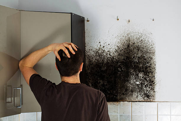 Best Mold Remediation  in Kana, UT