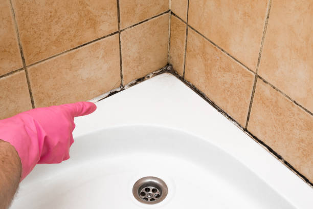 Best Mold Remediation Services  in Kana, UT