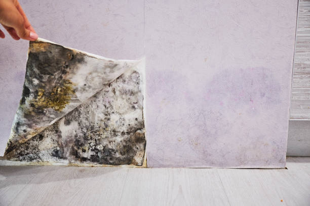 Best Same-Day Mold Removal  in Kana, UT